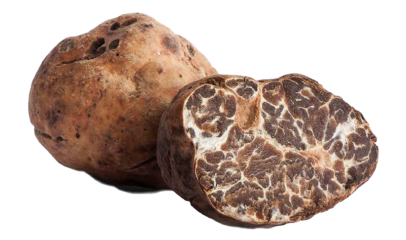 Tartufo Bianchetto